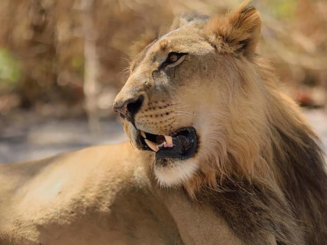 ﻿Senegambie - procházka se lvy
